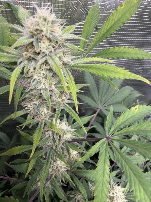 Z-Up Auto. Week 11