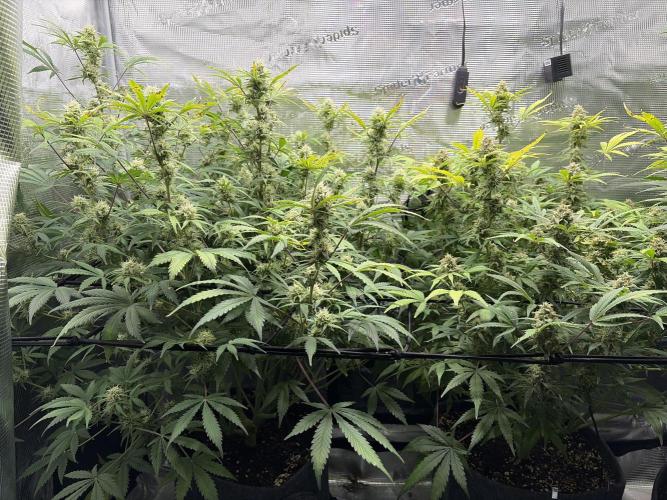 Z-Up Auto. Week 11