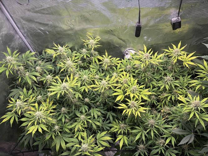 Z-Up Auto. Week 11