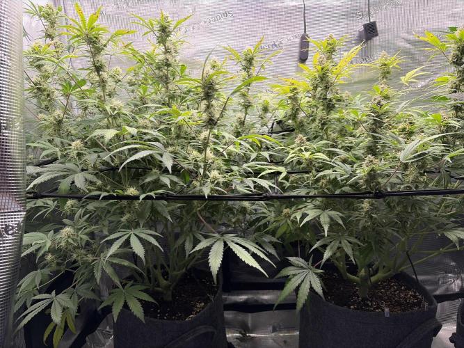 Z-Up Auto. Week 11