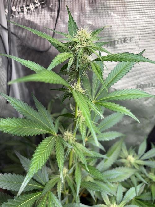 42 fast buds champions line. Week 6