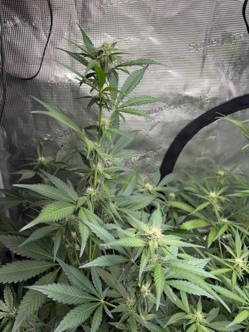 42 fast buds champions line. Week 6