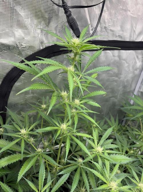 42 fast buds champions line. Week 6