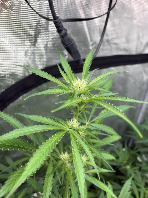 42 fast buds champions line. Week 6