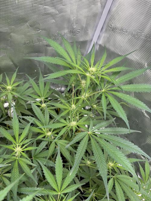 42 fast buds champions line. Week 6