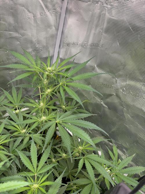 42 fast buds champions line. Week 6