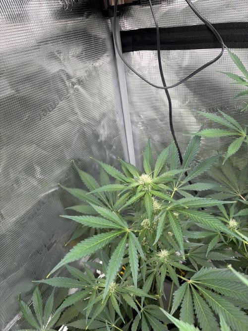 42 fast buds champions line. Week 6