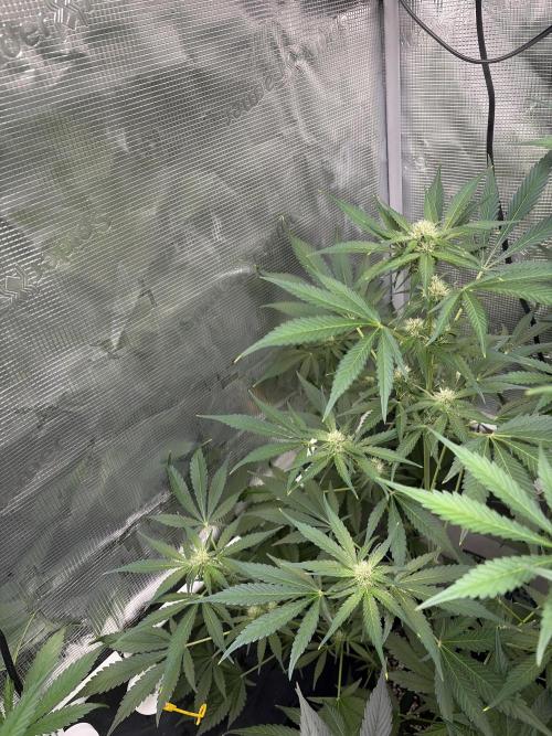 42 fast buds champions line. Week 6
