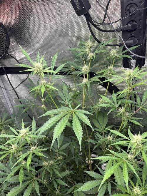 42 fast buds champions line. Week 6