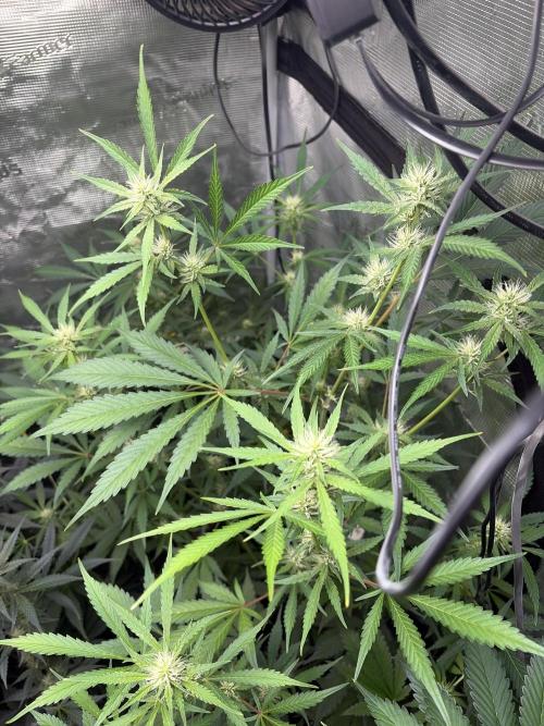 42 fast buds champions line. Week 6
