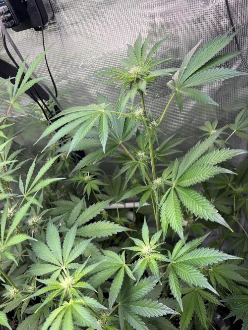 42 fast buds champions line. Week 6