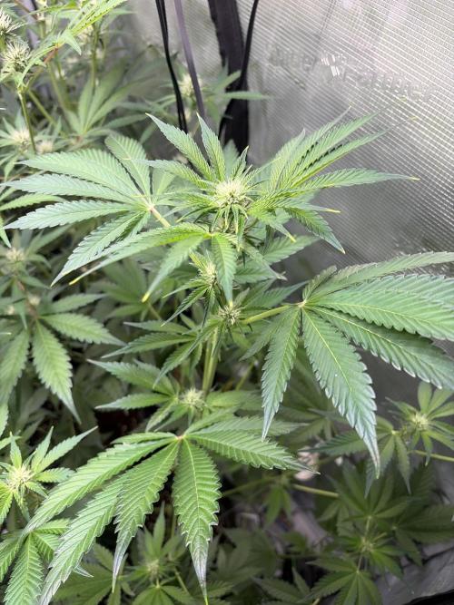 42 fast buds champions line. Week 6
