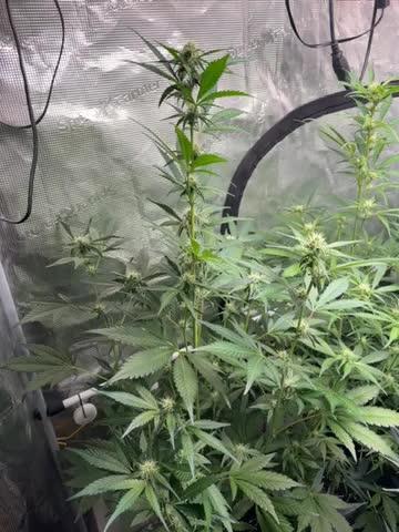 42 fast buds champions line