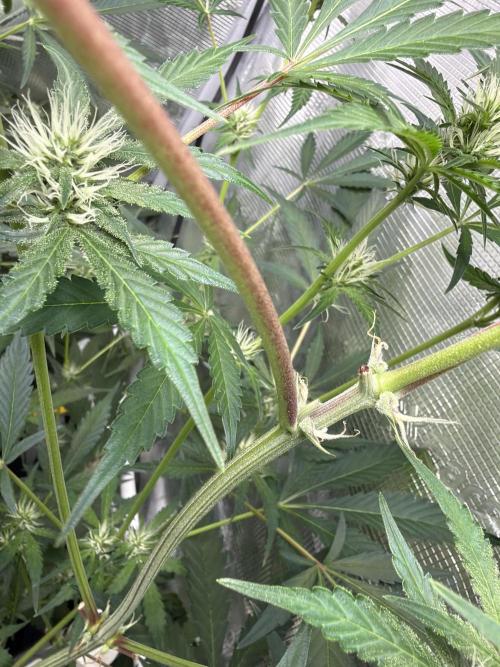 42 fast buds champions line. Week 6