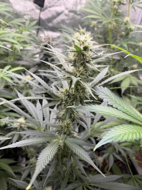 Guava and Strawberry Gorilla Auto RF3. Week 7