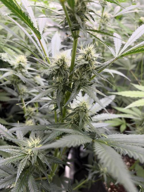 Guava and Strawberry Gorilla Auto RF3. Week 7