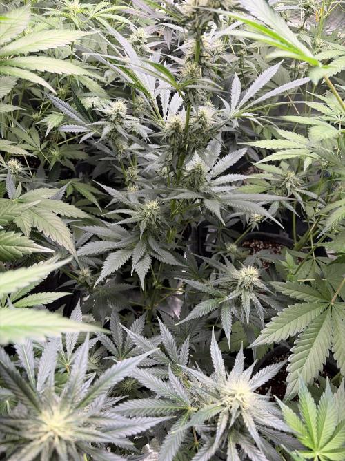 Guava and Strawberry Gorilla Auto RF3. Week 7