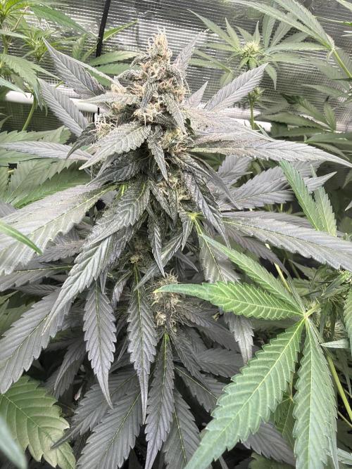 Guava and Strawberry Gorilla Auto RF3. Week 7