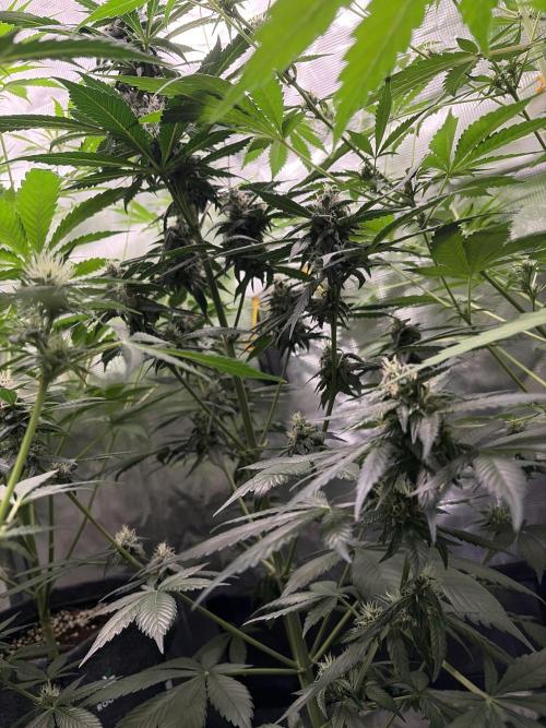 Guava and Strawberry Gorilla Auto RF3. Week 7