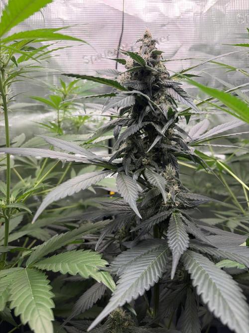Guava and Strawberry Gorilla Auto RF3. Week 7