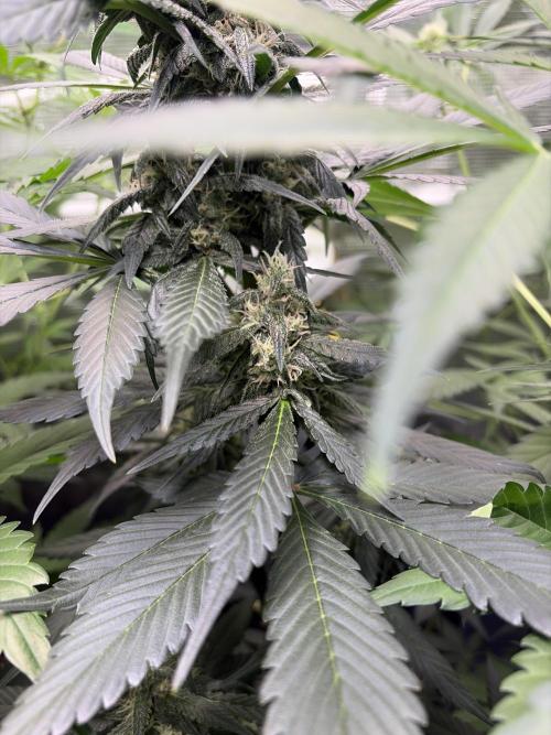 Guava and Strawberry Gorilla Auto RF3. Week 7