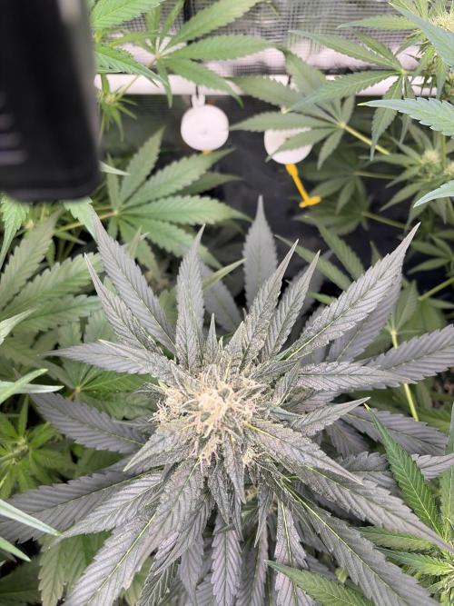 Guava and Strawberry Gorilla Auto RF3. Week 7