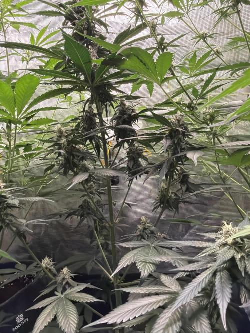 Guava and Strawberry Gorilla Auto RF3. Week 7