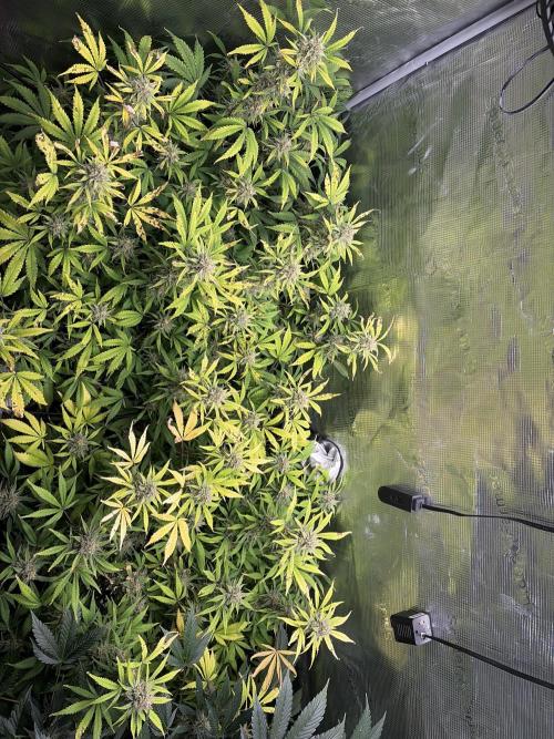 Z-Up Auto. Week 12