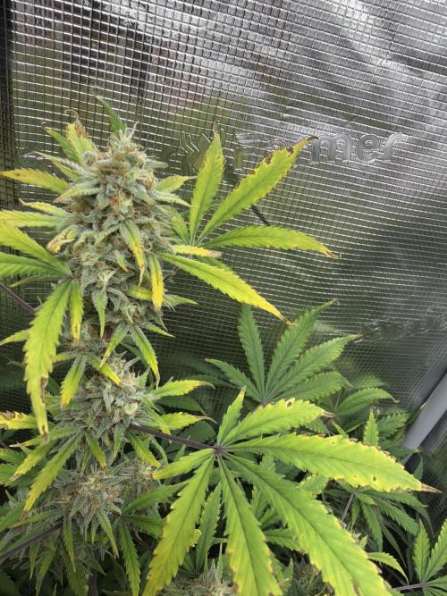 Z-Up Auto. Week 12