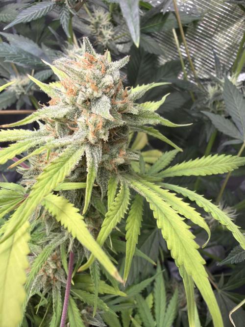 Z-Up Auto. Week 12