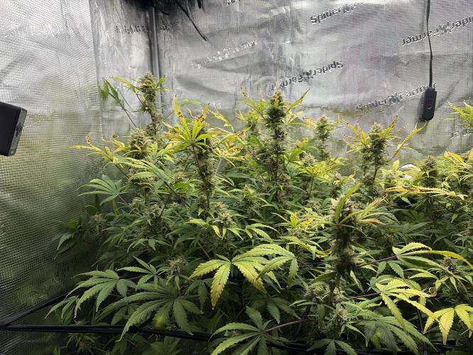 Z-Up Auto. Week 12