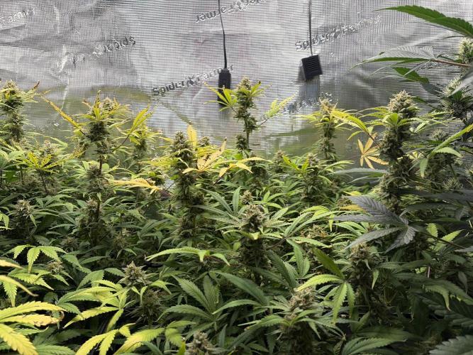 Z-Up Auto. Week 12