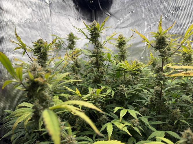 Z-Up Auto. Week 12