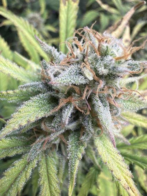 Z-Up Auto. Week 12