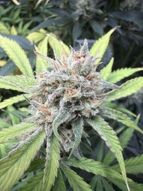 Z-Up Auto. Week 12
