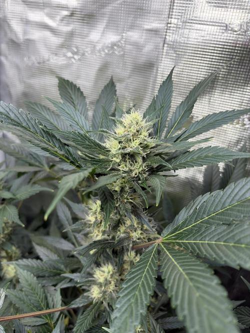 Lemon Cherry Cookies Auto. Week 8