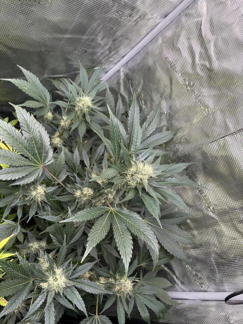 Lemon Cherry Cookies Auto. Week 8