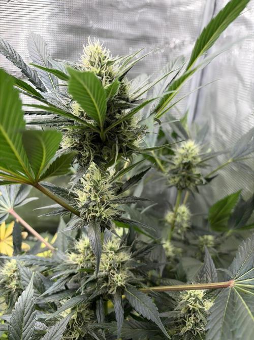Lemon Cherry Cookies Auto. Week 8