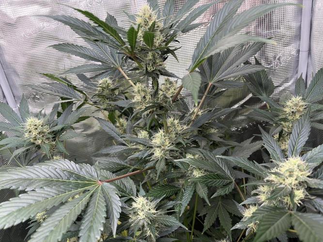 Lemon Cherry Cookies Auto. Week 8
