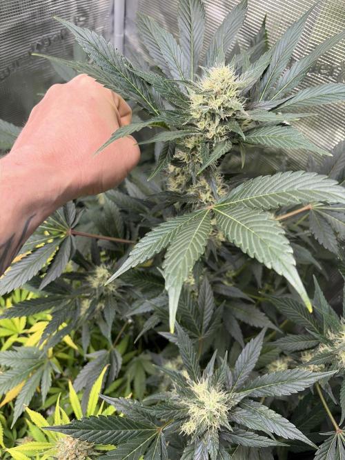 Lemon Cherry Cookies Auto. Week 8