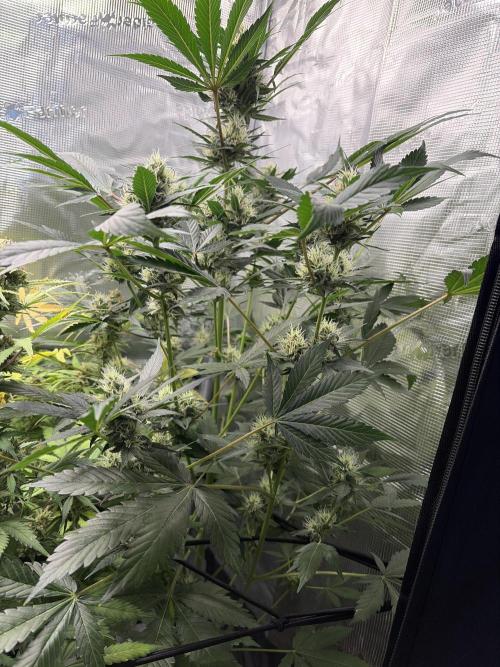 Lemon Cherry Cookies Auto. Week 8