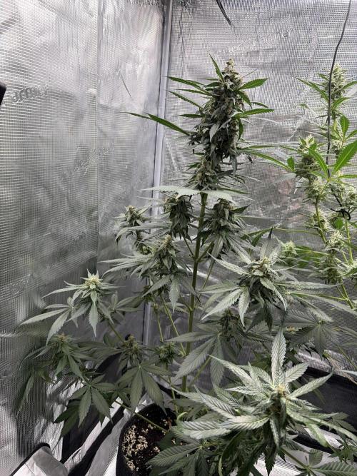 Guava and Strawberry Gorilla Auto RF3. Week 8