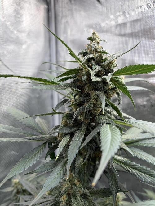 Guava and Strawberry Gorilla Auto RF3. Week 8