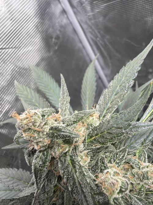 Guava and Strawberry Gorilla Auto RF3. Week 8