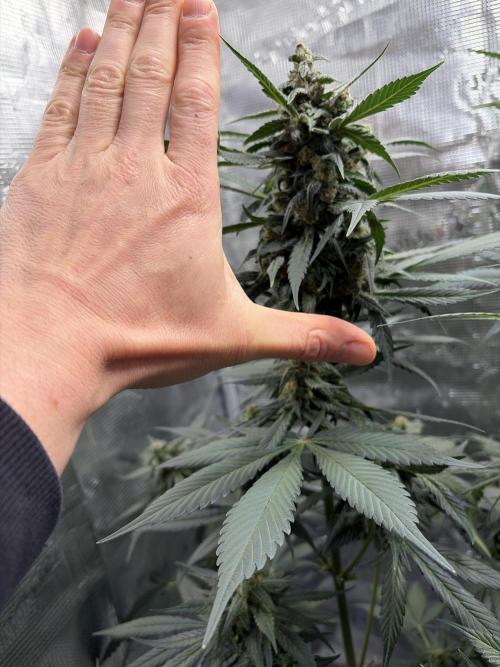 Guava and Strawberry Gorilla Auto RF3. Week 8