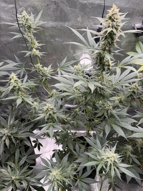 Guava and Strawberry Gorilla Auto RF3. Week 8