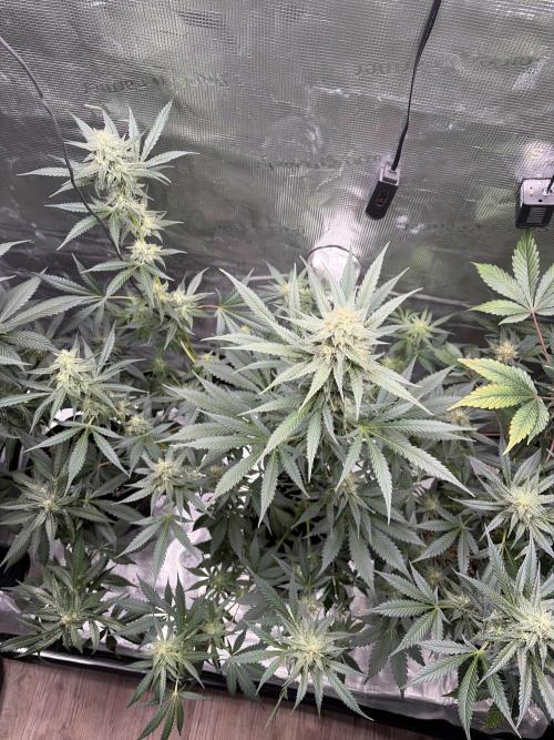 Guava and Strawberry Gorilla Auto RF3. Week 8