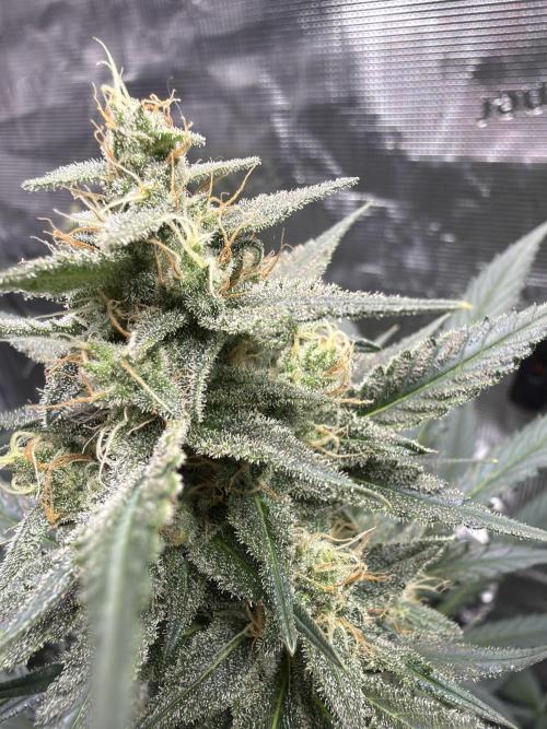 Guava and Strawberry Gorilla Auto RF3. Week 8