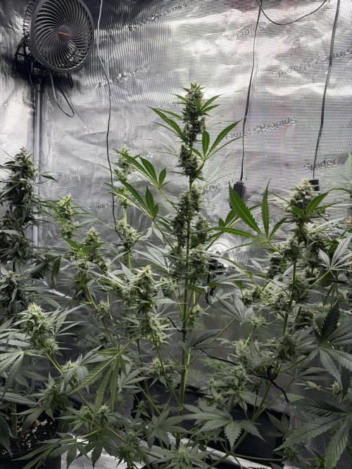 Guava and Strawberry Gorilla Auto RF3. Week 8