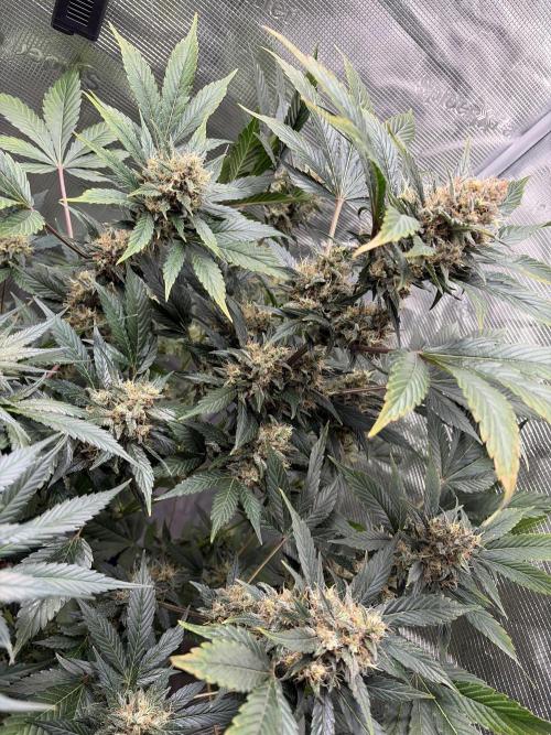 Lemon Cherry Cookies Auto. Week 9